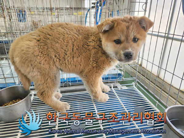한국동물구조관리협회_441409202300330